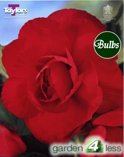 Red Double Begonia Bulb