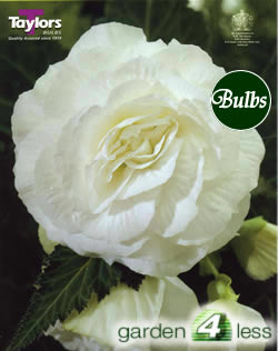 White Double Begonia Bulb
