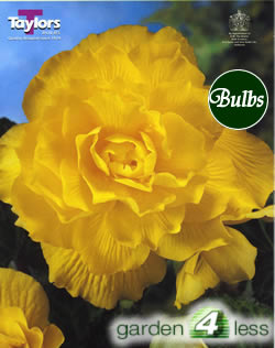 Yellow Double Begonia Bulb