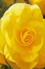 Begonia Double Yellow Lifestyle Collection Bulbs