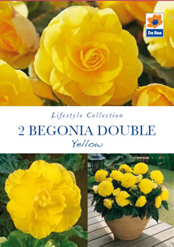 Begonia Double Yellow Lifestyle Collection Bulbs