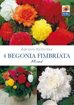 Begonia Fimbriata Mixed Lifestyle Collection Bulbs