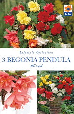 Begonia Pendula Mixed Lifestyle Collection Bulbs