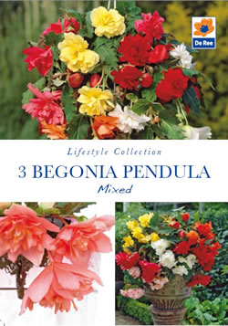 Begonia Pendula Mixed Lifestyle Collection Bulbs