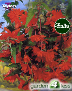 Orange Pendula Begonia Bulb