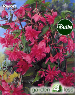 Pink Pendula Begonia Bulb