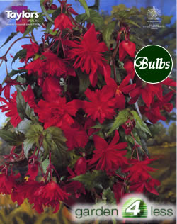Red Pendula Begonia Bulb