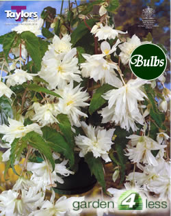White Pendula Begonia Bulb