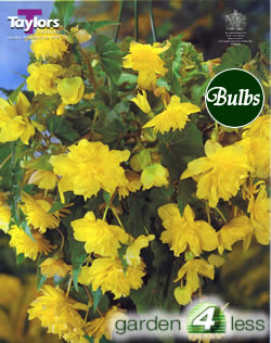 Yellow Pendula Begonia Bulb