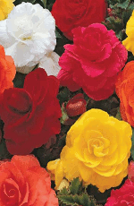 Begonia Double Mixed Xtra Large Bulbs
