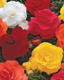 Begonia Double Mixed Xtra Large Bulbs