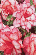 Begonia Rosebud Xtra Large Bulbs