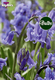 Hyacinthoides Non Scripta - Bluebell Bulb
