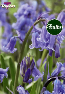 Hyacinthoides Non Scripta - Bluebell Bulb