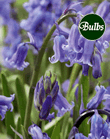 English Bluebell Lifestyle Collection Bulbs