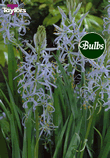 Cusickii - Camassia Bulb