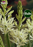 Leichtlinii Alba - Camassia Bulb