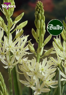 Leichtlinii Alba - Camassia Bulb