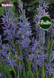 Leichtlinii Caerulea - Camassia Bulb