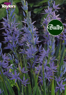Leichtlinii Caerulea - Camassia Bulb