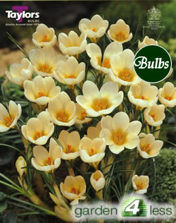 Crocus Cream Beauty Bulbs - Species Crocus