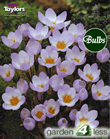 Crocus Blue Pearl Bulbs - Species Crocus