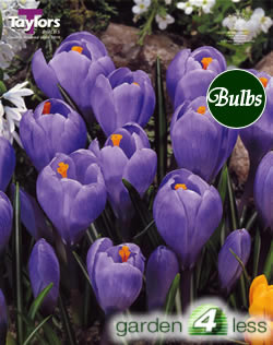 Crocus  Bulbs - Blue - Large Flowering Crocus