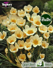 Crocus Cream Beauty Bulbs - Species Crocus