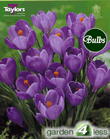 Crocus  Bulbs - Purple - Large Flowering Crocus