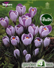 Crocus  Bulbs - Striped - Large Flowering Crocus