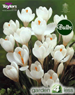 Crocus  Bulbs - White - Large Flowering Crocus