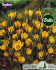 Crocus Fuscotinctus Bulbs - Species Crocus