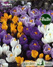 Crocus  Bulbs - Mixed - Large Flowering Crocus
