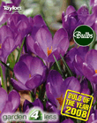 Crocus Ruby Giant Bulbs - Species Crocus