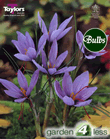 Crocus Sativus Bulbs - Autum Flowering Crocus