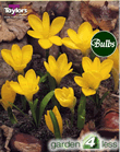 Crocus Sternbergia Lutea Bulbs - Autum Flowering Crocus