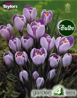 Crocus  Bulbs - Striped - Large Flowering Crocus