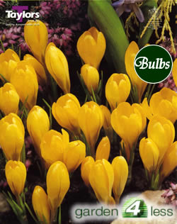 Crocus  Bulbs - Yellow - Large Flowering Crocus