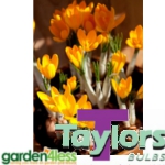 Crocus Golden Bunch Bulbs - Species Crocus