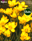 Crocus Dorothy Bulbs - Species Crocus