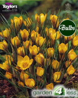 Crocus Fuscotinctus Bulbs - Species Crocus