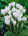 Crocus Ard Schenk Lifestyle Bulbs