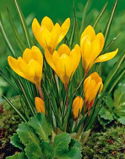 Crocus Grand Yellow Lifestyle Bulbs