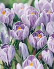 Crocus King Of The Striped Lifestyle Bulbs