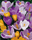 Crocus Large Flowering Mixed Lifestyle Bulbs