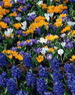 Specie Crocus Mixed Lifestyle Bulbs