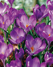 Specie Crocus Ruby Giant Lifestyle Bulbs