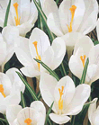 Crocus Jeanne d'Arc Xtra Large Bulbs