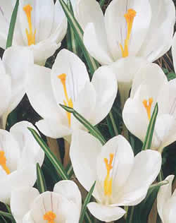 Crocus Jeanne d'Arc Xtra Large Bulbs
