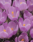 Crocus Rememberance Xtra Large Bulbs